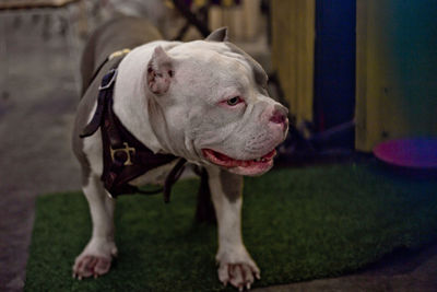Close-up of dog