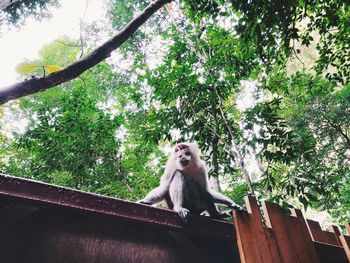 Low angle view of monkey sitting on tree