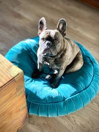 High angle view of dog relaxing on pillow hardwood floor