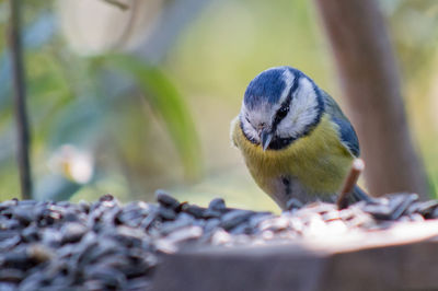 Close-up of great tit on feeder