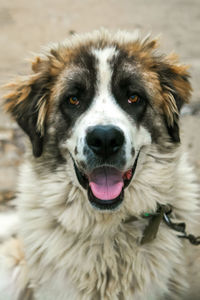 Close-up portrait of dog