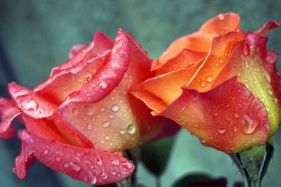 Close-up of water drops on rose