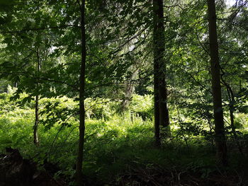 Trees in forest