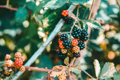 Close-up of berries growing on tree strawberries, blackberries, herbs, black, delicious