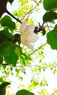 Low angle view of fruit on tree