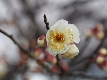 Close-up of white flowers blooming