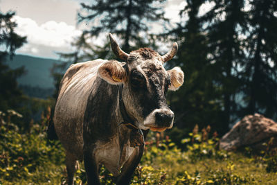 Close-up of cow