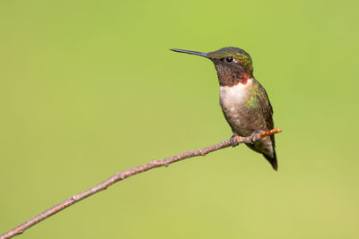 A male ruby-throated hummingbird perched