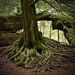 Trees growing in forest