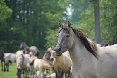 Close-up of horse