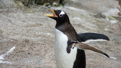 Close-up of penguin