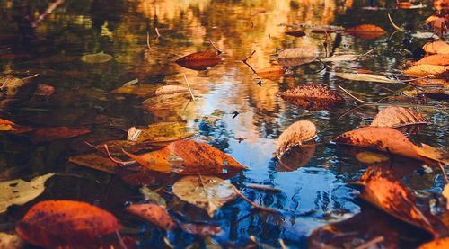 Autumn leaves floating on water