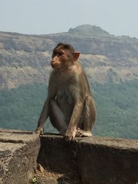 Monkey sitting on mountain