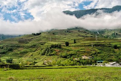 Scenic view of agricultural field against sky