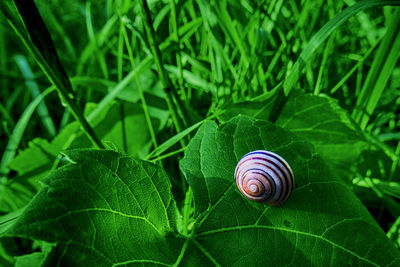 Close-up of snail on leaf
