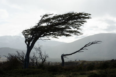 Tree on mountain against sky