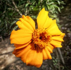 Close-up of yellow flower blooming outdoors