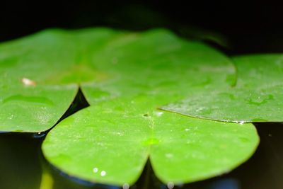 Close-up of water drops on leaf