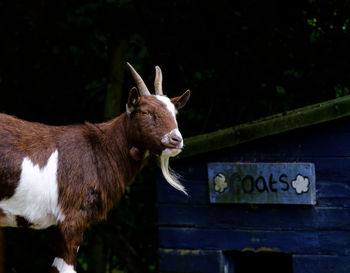 Portrait of goat standing against shed