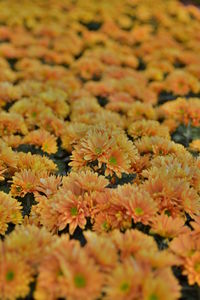 Close-up of yellow flowers