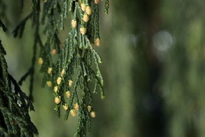 Close-up of fresh plant against blurred background