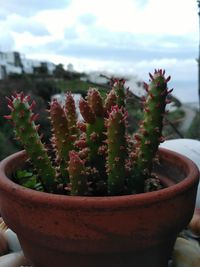 Close-up of cactus in pot