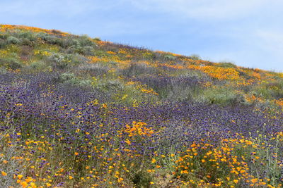 Yellow flowering plant on field against sky