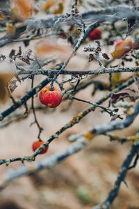 Close-up of berries growing on tree