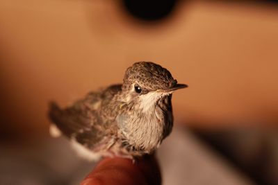 Close-up of hand holding bird