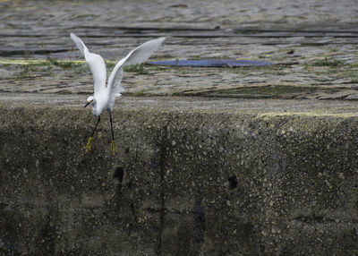 Seagull flying over a land