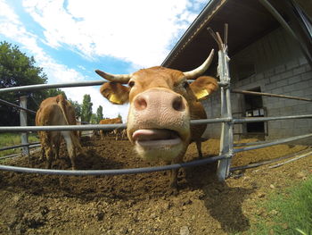 Close-up of cows in shed