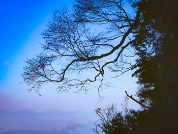 Low angle view of bare tree against blue sky