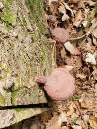 High angle view of mushroom growing on field