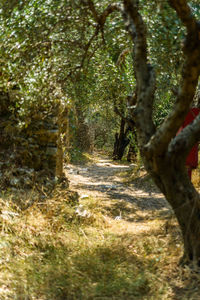 Trees in forest