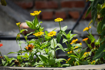 Close-up of yellow flowering plant