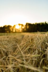 Surface level of grass against clear sky at sunset