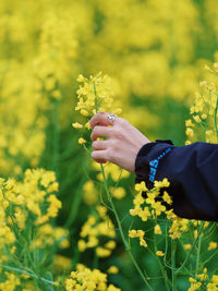 Cropped hand of woman holding flowers
