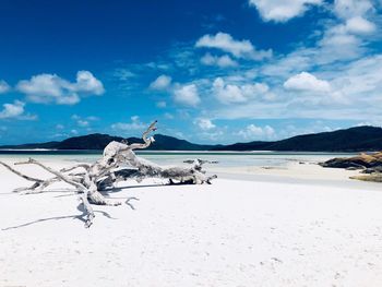 Driftwood at beach against blue sky