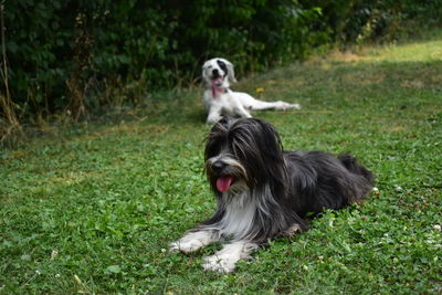 Dog in a field