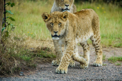 Lion and cat on grass