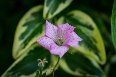 Close-up of pink cosmos blooming outdoors