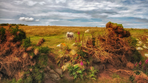 Cows grazing on field against sky