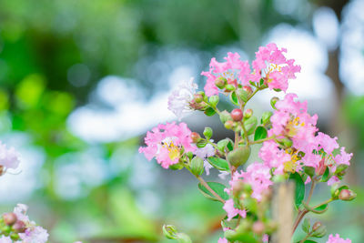 Close-up of pink flowering plant