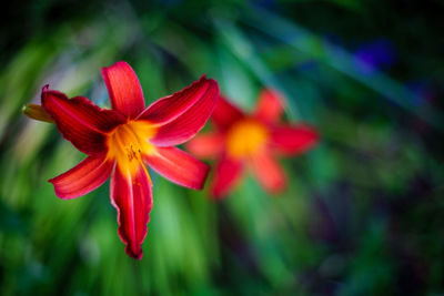 Close-up of day lily blooming outdoors