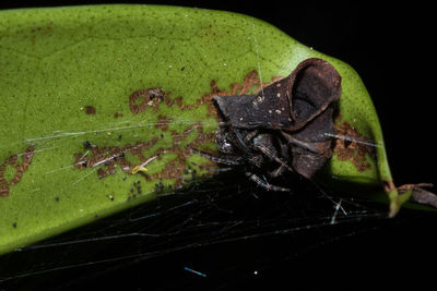 Close-up of insect on leaf