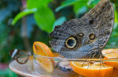 Close-up of butterfly on citrus fruit