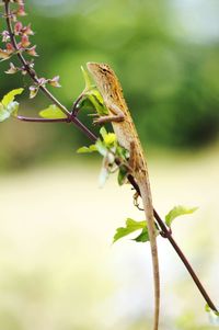 Close-up of insect perching on plant