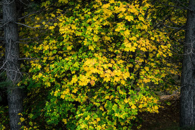 View of yellow flowering plants