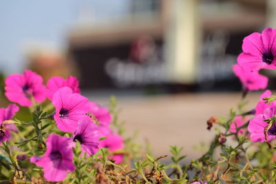 Close-up of pink flower against blurred background