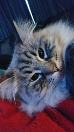 Close-up portrait of a cat at home